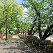 釜の淵公園の桜並木
