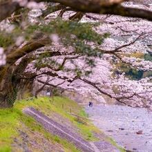 釜の淵公園の桜