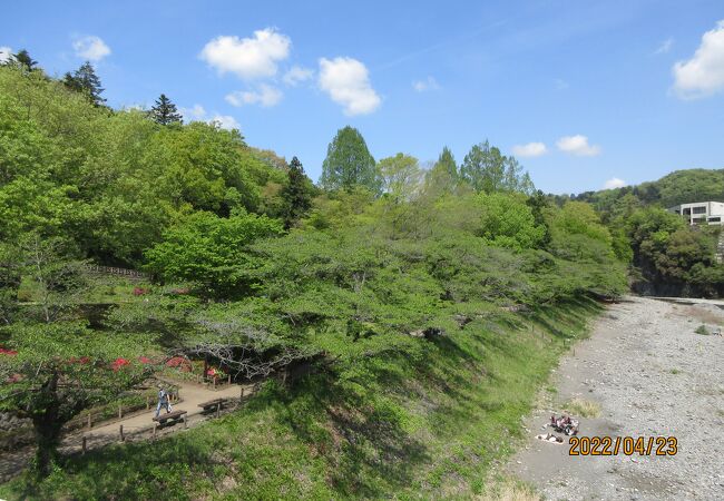 釜の淵公園の桜並木は、家内の祖父定吉翁が植えて、育てたものだ