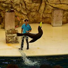 ナイスキャッチ！