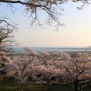 桜が思った以上にすごかったです。