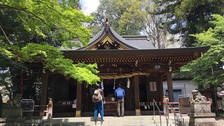 阿蘇神社のシイ