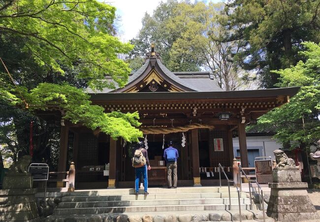 阿蘇神社のシイ