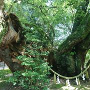 根元の株が立派