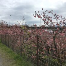 フェンス越しに並ぶ桜
