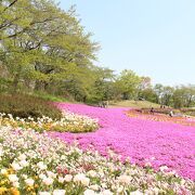 GW中でしたので大混雑。ただ花はとてもきれいでした