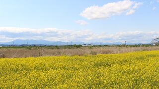 かくだの菜の花