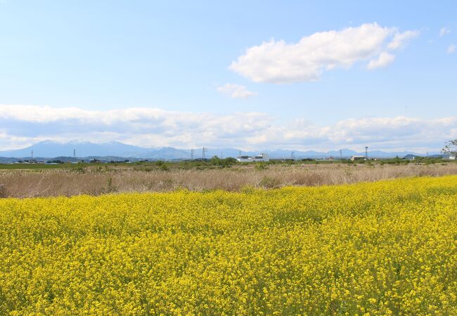 雪の蔵王連峰をバックに一面の菜の花がきれいでした