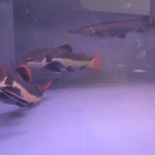 水槽を泳ぐ大型の淡水魚