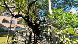 有名な桜ですが、咲いていない時期はちょっとがっかりかもしれません