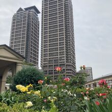 バラ園からツインタワーを望む