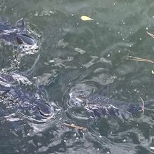 湖面を覗き込むと、魚が寄って来ます。