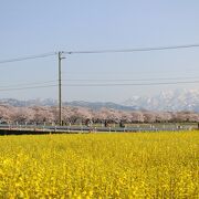 四重奏にはならなかったけど、桜並木はよかったです。