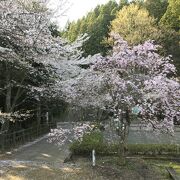 桜カード