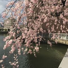福井城址の桜