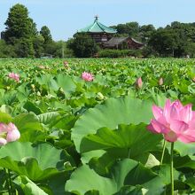 不忍池中心にある辨天堂と蓮の花