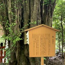 桂の樹。ご神木です。