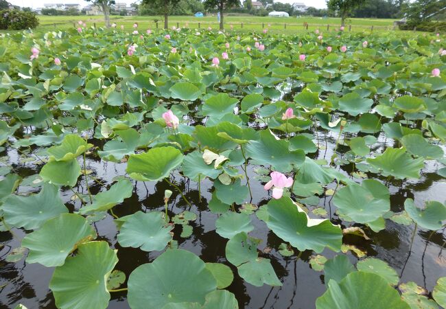 利根親水公園