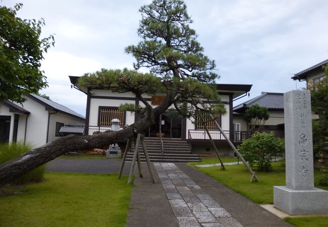 門かぶりの松が