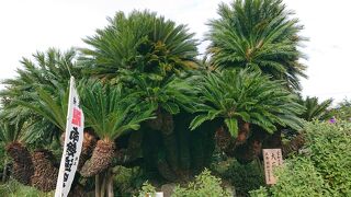 樹齢650年を越えた、立派な蘇鉄