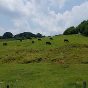 黒い牛が草を食む光景