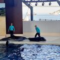 イルカとアシカのショーや、スナメリのバブルリングが見れて楽しい♪