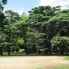 松林の広場