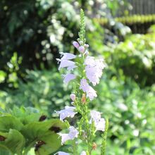 「カクトラノオ（角虎の尾）」の花