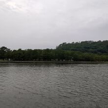 松の高木と野島山