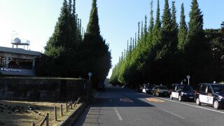 イチョウの伐採の話もあります