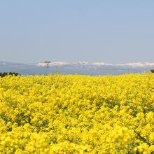 大崎市菜の花まつり