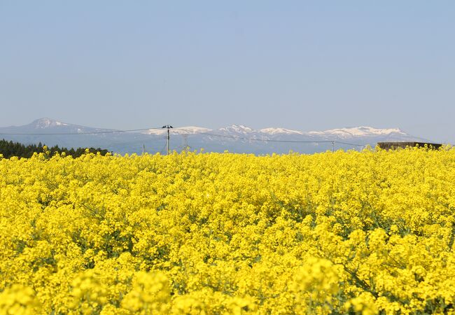 大崎市菜の花まつり