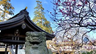 高麗神社の雛人形