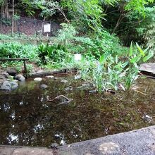 こんな感じで湧水と沢が整備されてるのよね、典型的ハケ地形