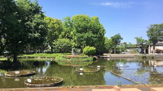 ハス池と交通遊園