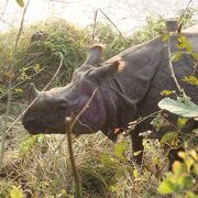 散歩中に野生のサイ