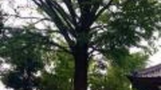 初夏のイチョウ