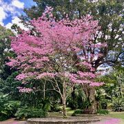 無料の植物園