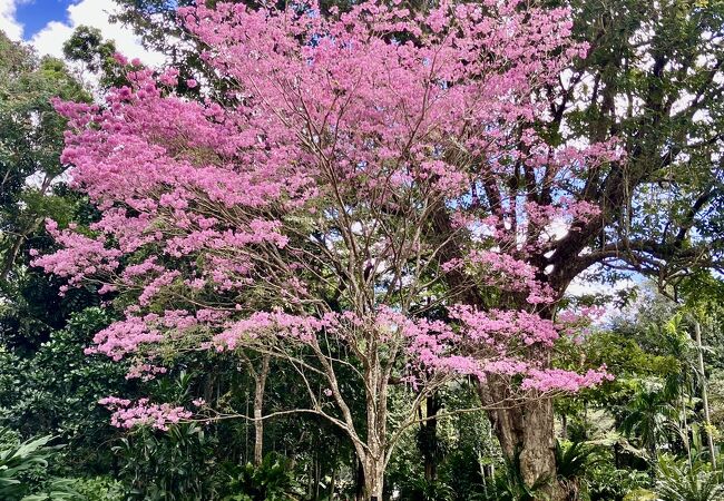 無料の植物園