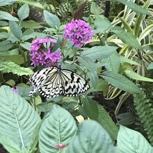 オオゴマダラが見られる窓