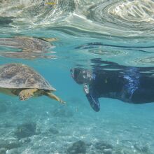 ウミガメと一緒に泳げます