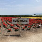 富良野でラベンダーと言えばここ！紫の花に癒される