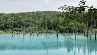 青い水と立ち枯れた木々！幻想的な景観を見ながら遊歩道を歩く