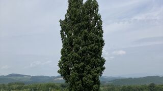 北海道・美瑛の丘に立つポプラの木！1本が絵になるなぁ