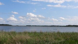 ヨシゴイが見られました。