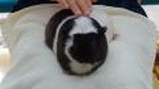 ポニーやヤギと触れ合うことができます。