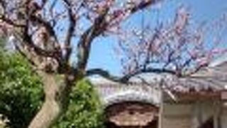 入り口付近の梅の花が満開