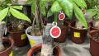 メディアにも取り上げられる園芸店