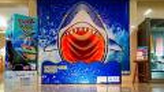 企画展「モンスター水族館」が始まる前だったことが心残りです