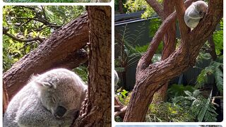 シドニーの街並みと海・空・動物が同時に見える特別な動物園